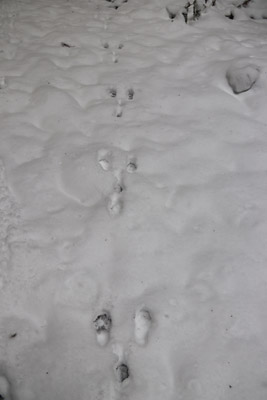 ノウサギの足跡