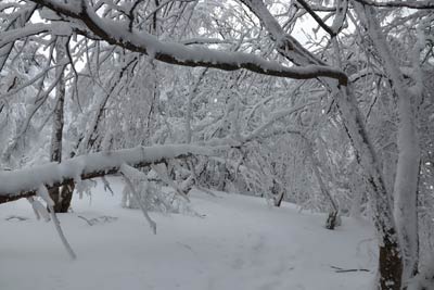 霧氷のトンネル