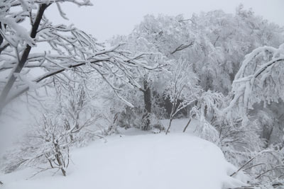 霧氷