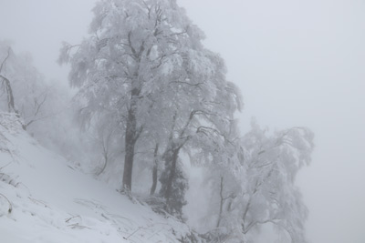 霧氷