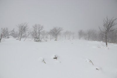 中間の雪原