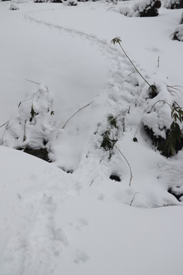 沢を越える