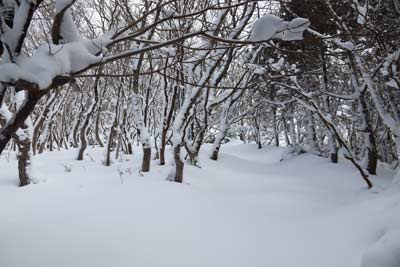 もう直ぐ雪原