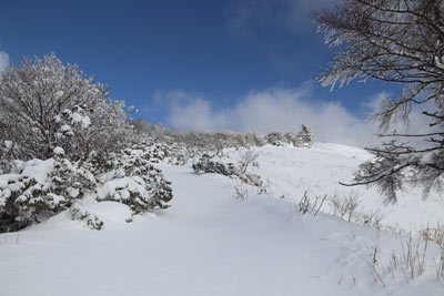 雪原