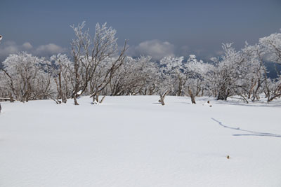 雪原