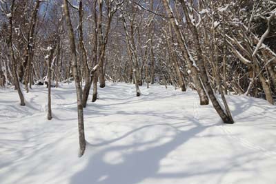 雪深く・・