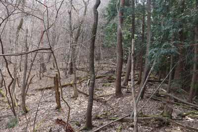 急坂の登山道