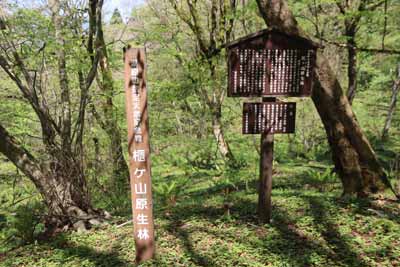 櫃ヶ山原生林