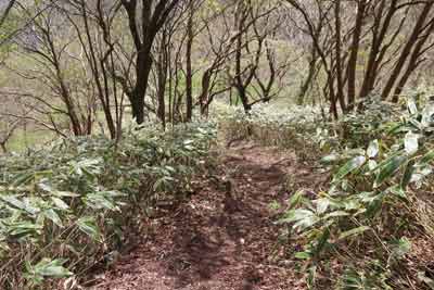 登山道