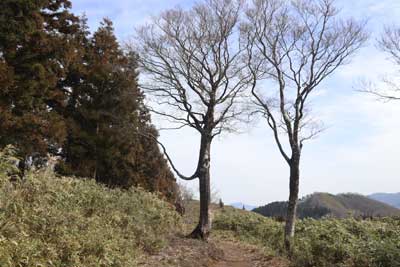 伯州山の門番