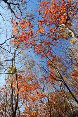 紅葉