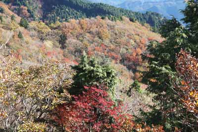 斜面の紅葉