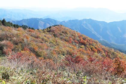 斜面の紅葉