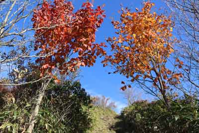 紅葉の門