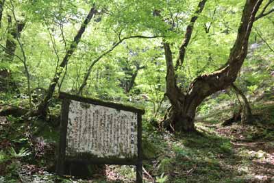 天狗の森