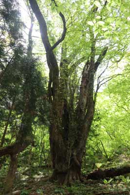 カツラ