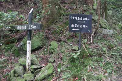 分岐