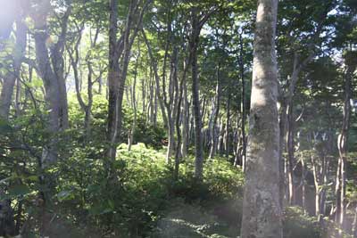 宝珠尾根