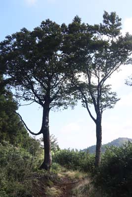 伯州山の門番