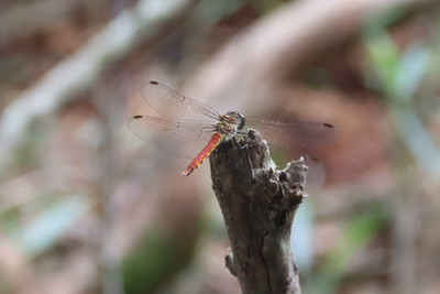 アキアカネ