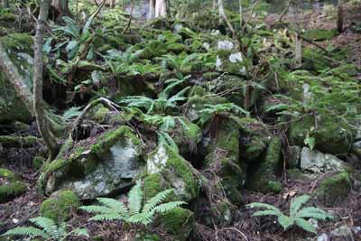 苔むす岩々