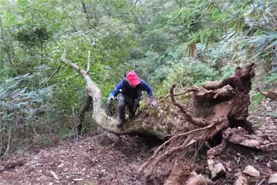倒木を越える