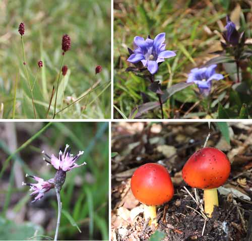 山野草など