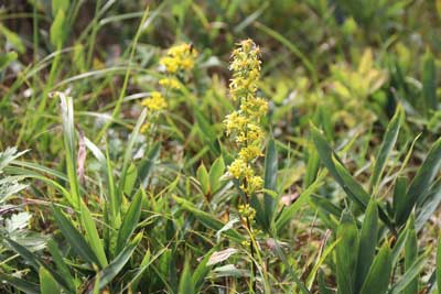 アキノキリンソウ