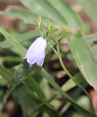 ツリガネニンジン