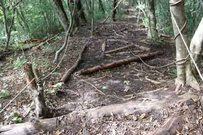 登山道が整備