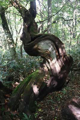 枯れ木オブジェ