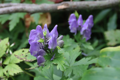 タンナトリカブト