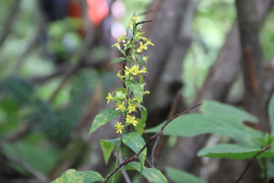 アキノキリンソウ