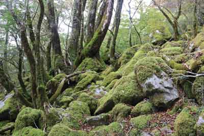 苔むす岩