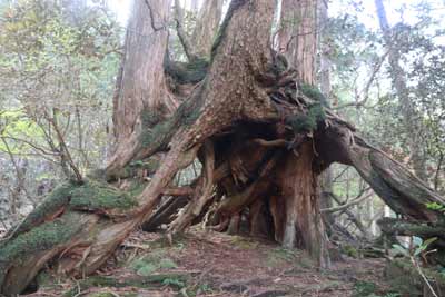 根下がりヒノキ