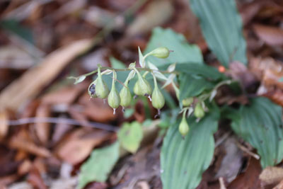 ナツエビネの実