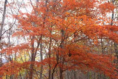 紅葉
