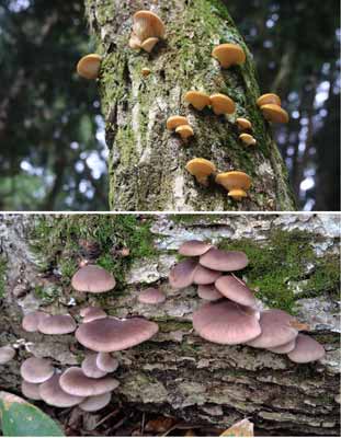 ムキタケとヒラタケ