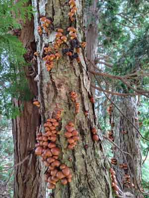 状態の良いナメコ