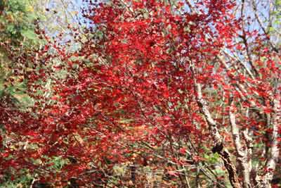 紅葉