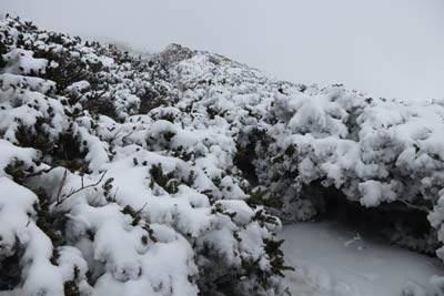 ダイセンキャラボク