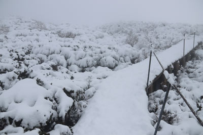 ダイセンキャラボク