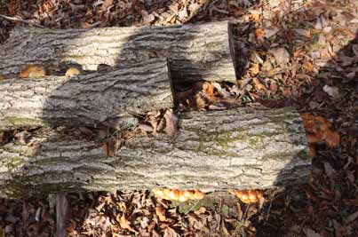 ムキタケとナメコ