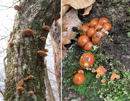 ムキタケとナメコ