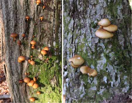 ナメコとムキタケ