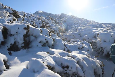 ダイセンキャラボク