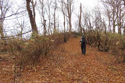 広々とした登山道