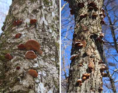 冷凍ムキタケとナメコ