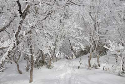 霧氷のトンネル