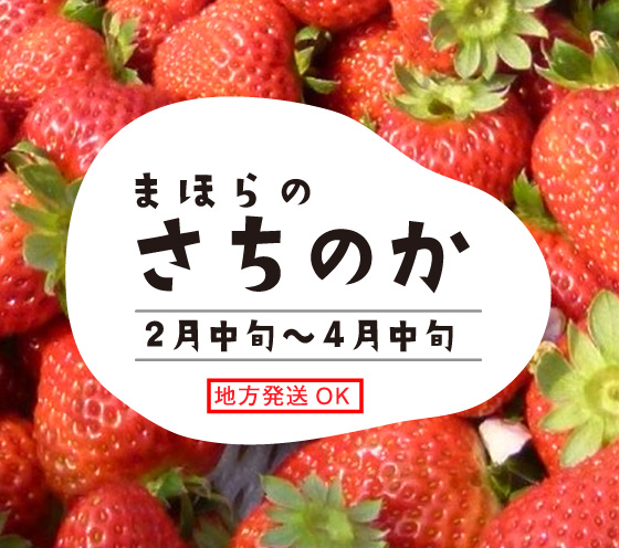 まほらのさちのか2月中旬～4月中旬・地方発送OK